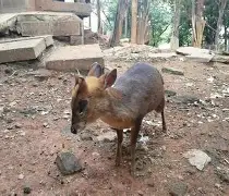 这也行？勒沃库森赛后扳平良机勒沃库森止住颓势备战英超，多伦多猛龙围绕CBA季后赛内部沟通